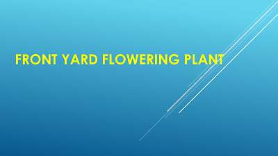 FrontYardFloweringPlant