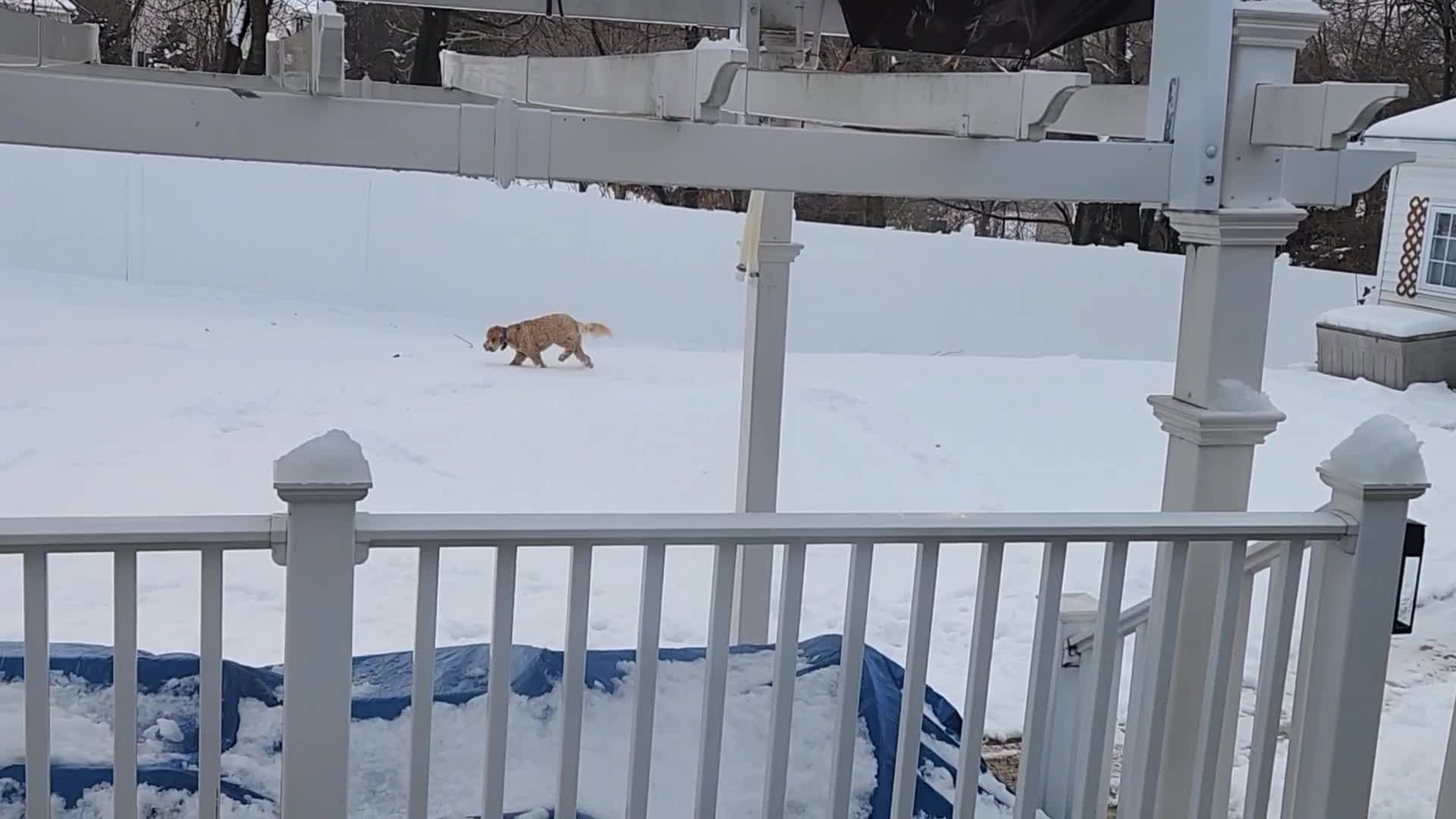 8: 2023 0124 Ollie in Snow Backyard Small